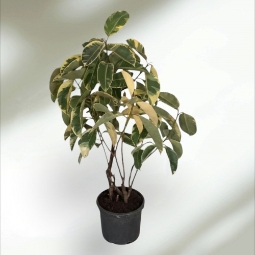 Ficus Tineke Kauçuk